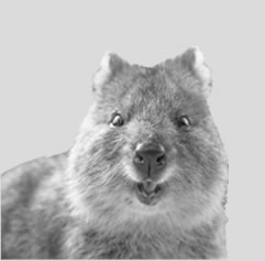 Quokka Smile