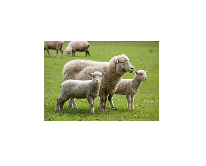 Criação de ovinos comum na Nova Zelândia