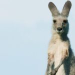 10 dicas para quem quer estudar e trabalhar na Austrália