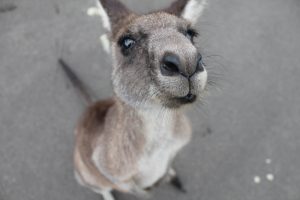 10 curiosidades da Austrália que você precisa conhecer