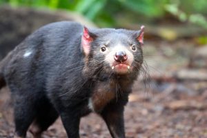 Diabo-da-tasmânia: 8 curiosidades sobre o animal característico da Austrália