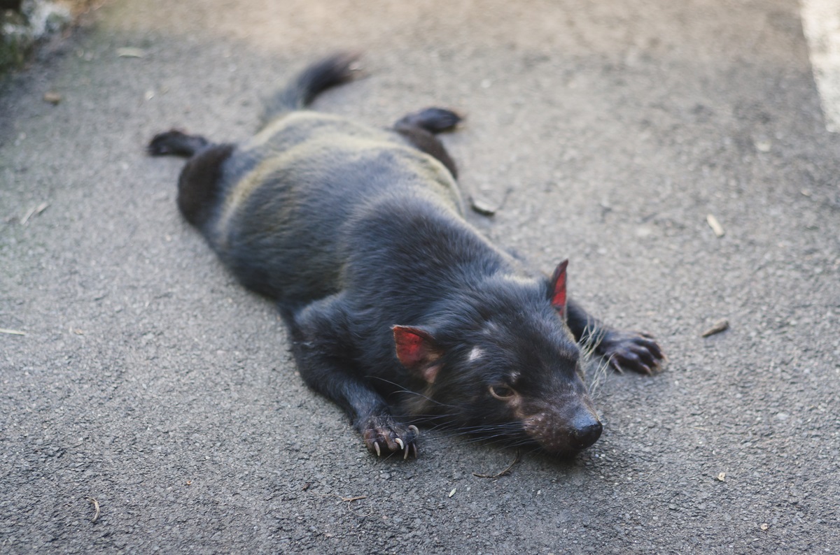 Tasmanian Devil