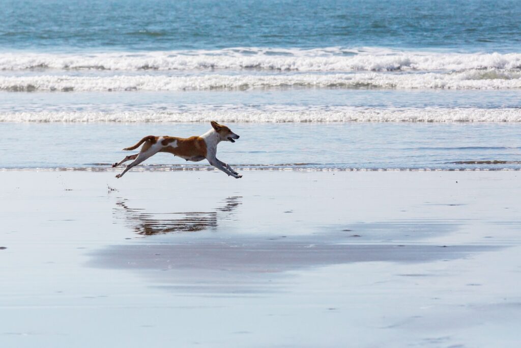 Guia completo Confira tudo o que você precisa para levar seu pet para seu intercâmbio na Austrália