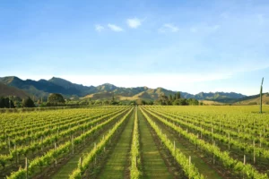 Marlborough