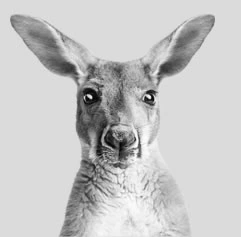 Canguru Jack, parceiro da Australian Centre na Austrália