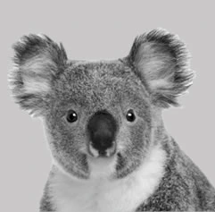 Ko Hala, parceiro da Australian Centre na Austrália